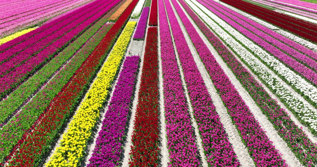 Tulpenvelden